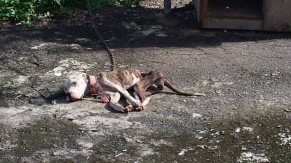 dog-days-from-death1