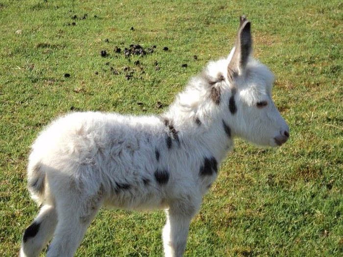 dwarf-donkey-12
