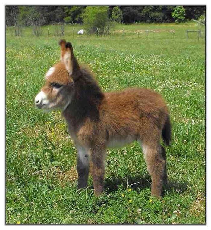 dwarf-donkey-13
