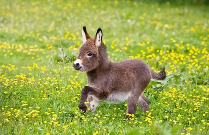 dwarf-donkey-2