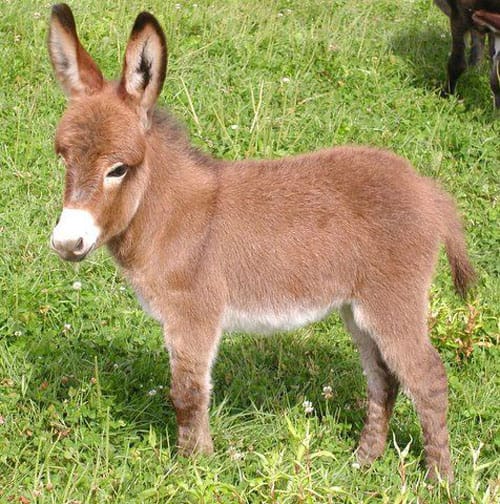 dwarf-donkey-7