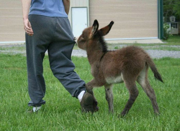 dwarf-donkey-8