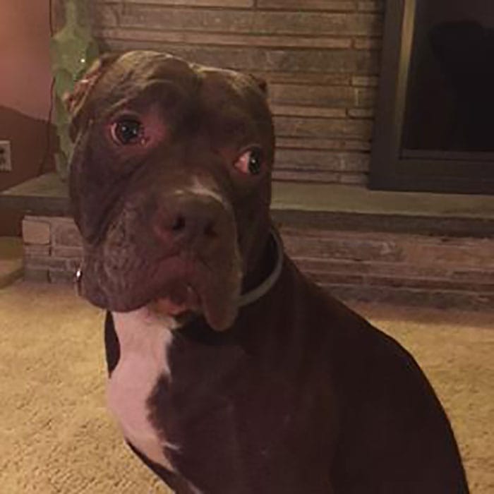 pitbull-bernie4