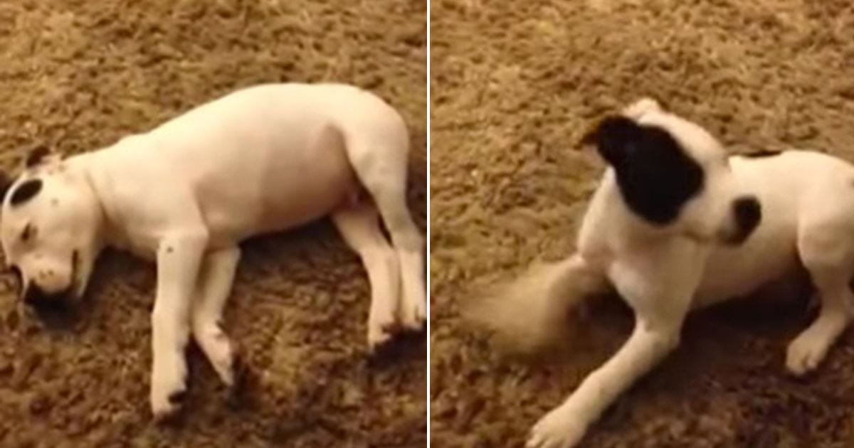 Dog manages to scare himself awake with his FART