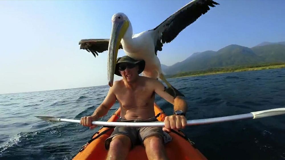 Antilles gay key netherlands pelican